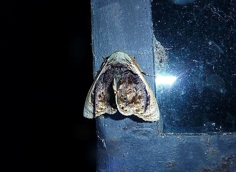 Lepidodes gallopavo (Nolidae) Monteverde Reserve, Costa Rica. Aug 17, 2009 Costa Rica,Geotagged,Lepidodes gallopavo,Summer