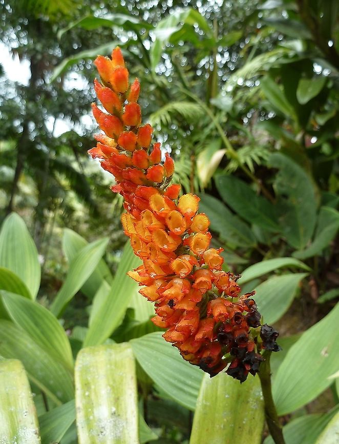 Elleanthus hymenophorus (Orchidaceae) Las Cruces Field Station, Costa Rica. Jul 11, 2011 Costa Rica,Elleanthus hymenophorus,Geotagged,Summer