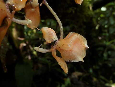 Gongora armeniaca (Orchidaceae) Las Cruces Field Station, Costa Rica. Jul 7, 2011 Costa Rica,Geotagged,Gongora armeniaca,Summer