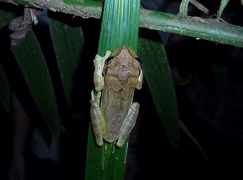 Masked Tree Frog (Smilisca manisorum) La Suerte Field Station, Costa Rica. Jul 27, 2009 Costa Rica,Geotagged,Masked Tree Frog,Smilisca manisorum,Summer