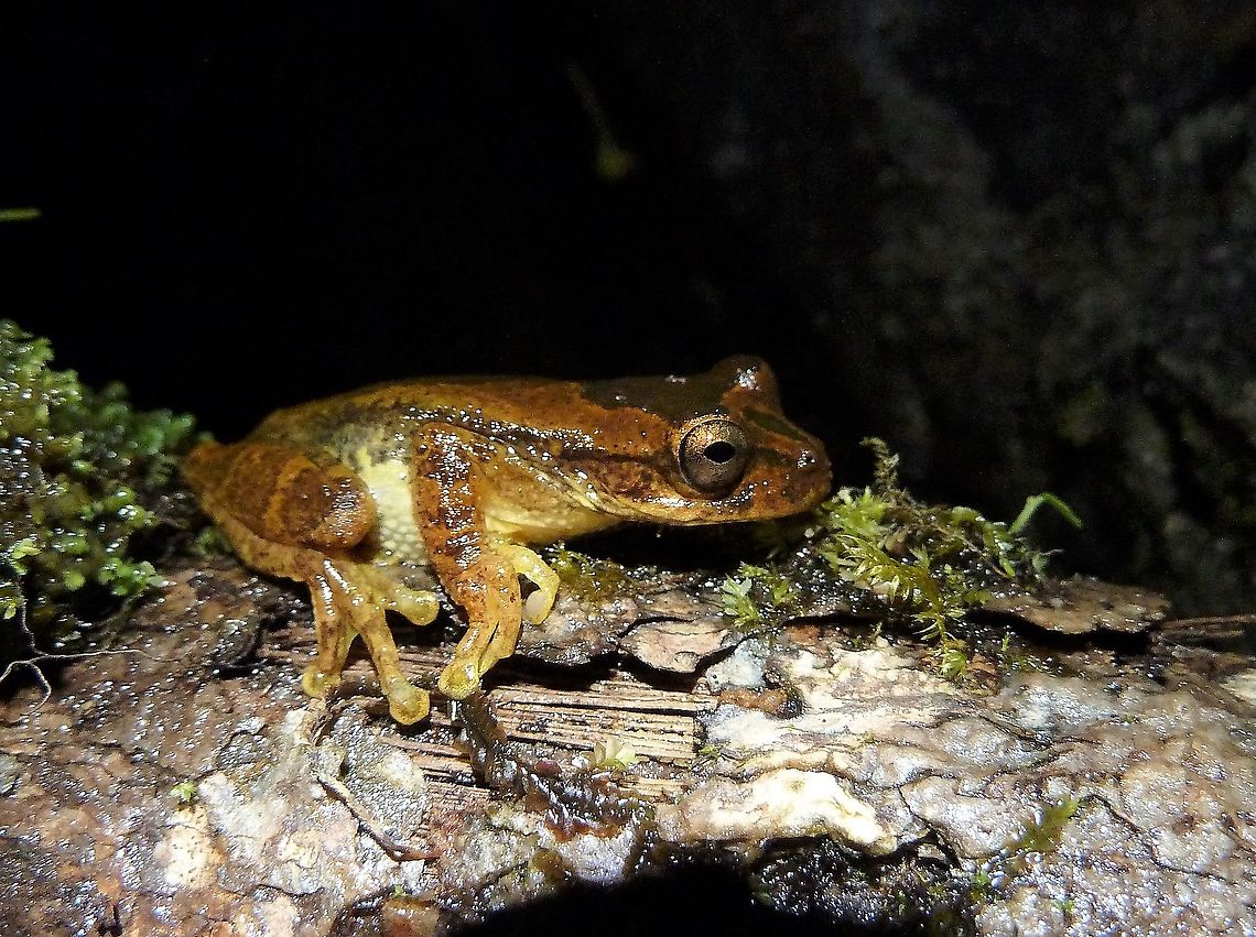 Drab Tree Frog (Smilisca sordida) Monteverde Reserve, Costa Rica. Jun 27, 2011 Costa Rica,Geotagged,Smilisca sordida,Summer
