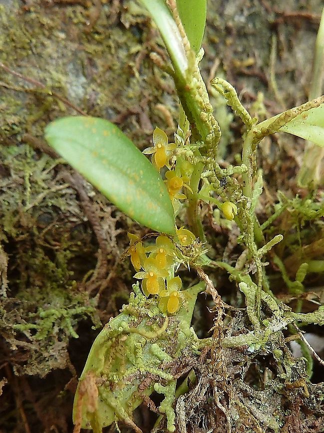 Platystele stenostachya (Orchidaceae) Las Cruces Field Station, Costa Rica. Jul 11, 2011 Costa Rica,Geotagged,Platystele stenostachya,Summer
