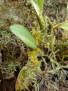 Platystele stenostachya (Orchidaceae) Las Cruces Field Station, Costa Rica. Jul 11, 2011 Costa Rica,Geotagged,Platystele stenostachya,Summer