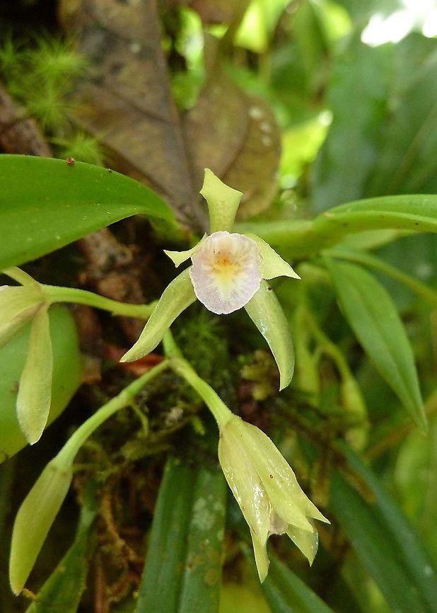 Cischweinfia dasyandra (Orchidaceae) Las Cruces Field Station, Costa Rica. Jul 7, 2011 Cischweinfia dasyandra,Costa Rica,Geotagged,Summer