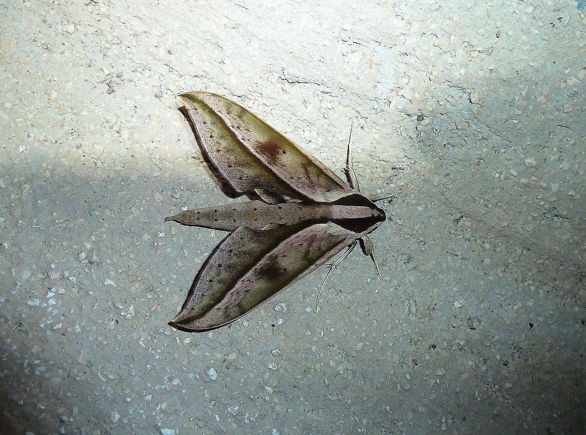 Xylophanes acrus (Sphingidae) Monteverde Reserve, Costa Rica. 27 Jun 2011 Costa Rica,Geotagged,Summer,Xylophanes acrus