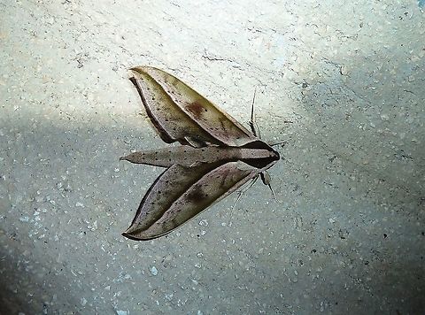 Xylophanes acrus (Sphingidae) Monteverde Reserve, Costa Rica. 27 Jun 2011 Costa Rica,Geotagged,Summer,Xylophanes acrus