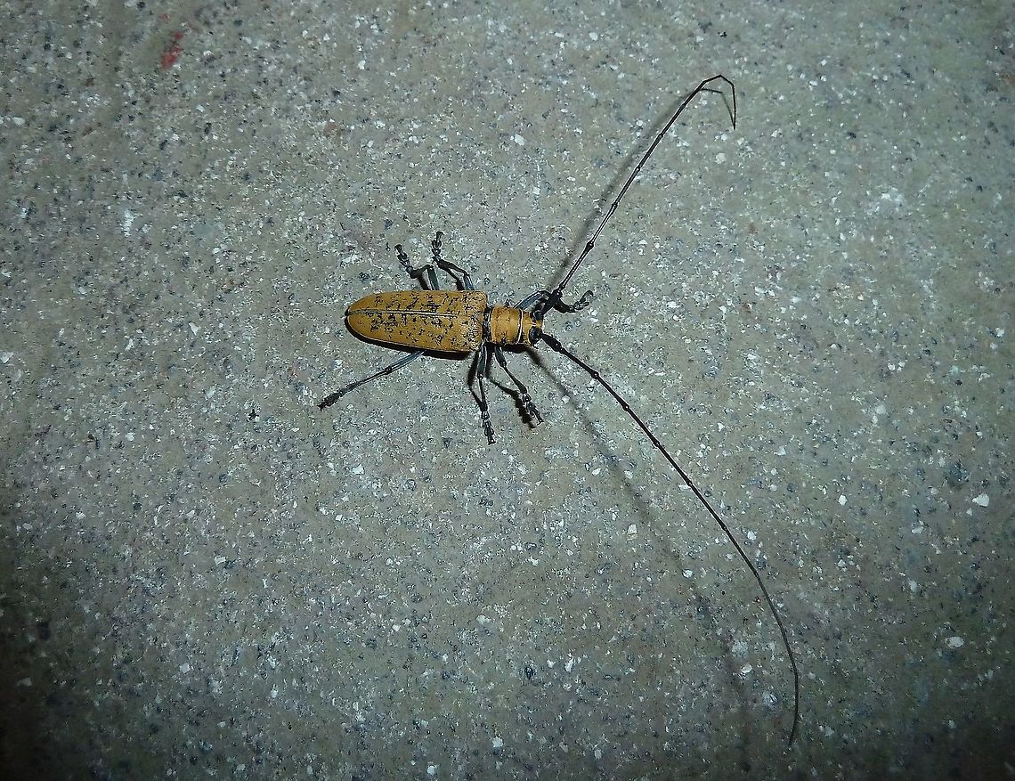 Hammatoderus pollinosus (Cerambycidae) Monteverde Reserve, Costa Rica. 27 Jun 2011 Costa Rica,Geotagged,Hammatoderus pollinosus,Summer