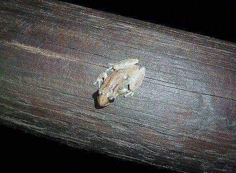 Stauffer's Tree Frog (Scinax staufferi) Palo Verde Field Station, Costa Rica. Jun 30, 2011 Costa Rica,Geotagged,Scinax staufferi,Summer
