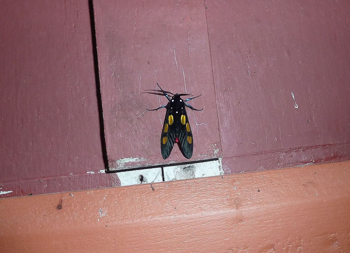 Procalypta victorina (Arctiinae) Monteverde Reserve, Costa Rica. Jun 29, 2011 Costa Rica,Geotagged,Procalypta,Procalypta subcyanea,Summer