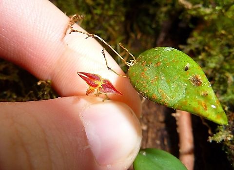 Lepanthes rafaeliana (Orchidaceae) Tapanti National Park, Costa Rica. Jul 19, 2009. Costa Rica,Geotagged,Lepanthes rafaeliana,Summer
