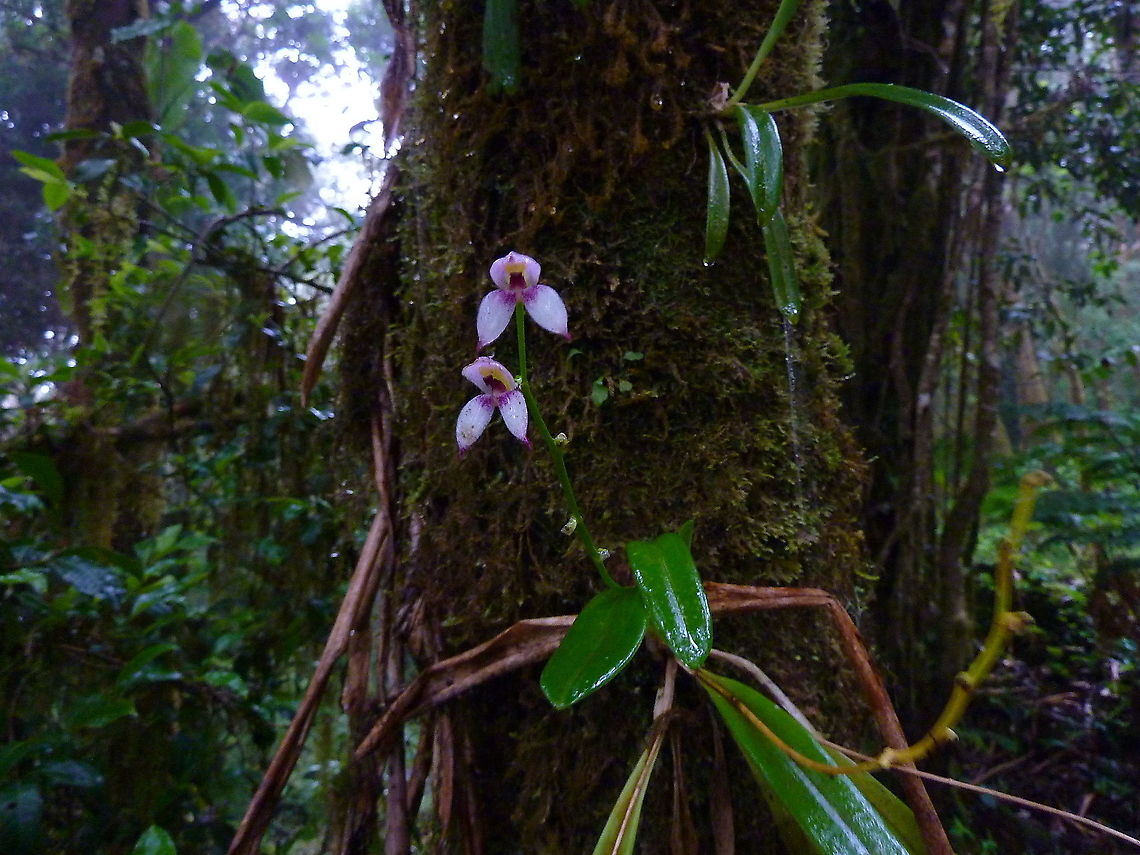 Masdevallia rafaeliana (Orchidaceae) Tapanti National Park, Costa Rica. Jul 19, 2009. Costa Rica,Geotagged,Masdevallia rafaeliana,Summer