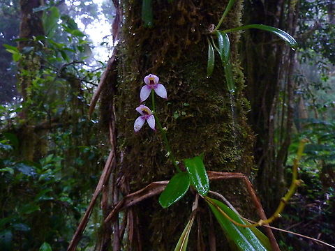 Masdevallia rafaeliana (Orchidaceae) Tapanti National Park, Costa Rica. Jul 19, 2009. Costa Rica,Geotagged,Masdevallia rafaeliana,Summer