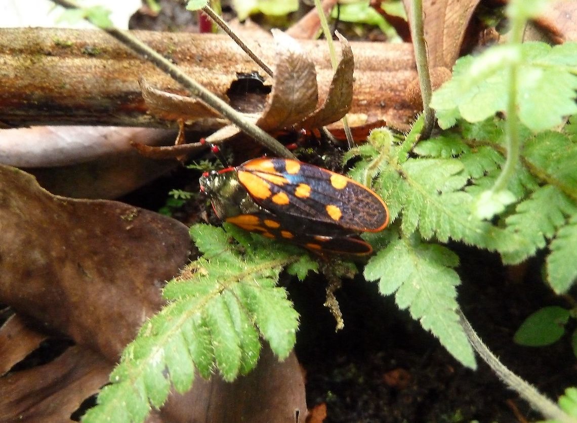 Mahanarva costaricensis (Cercopidae) Monteverde Reserve, Costa Rica. Jun 27, 2011 Costa Rica,Geotagged,Mahanarva costaricensis,Summer