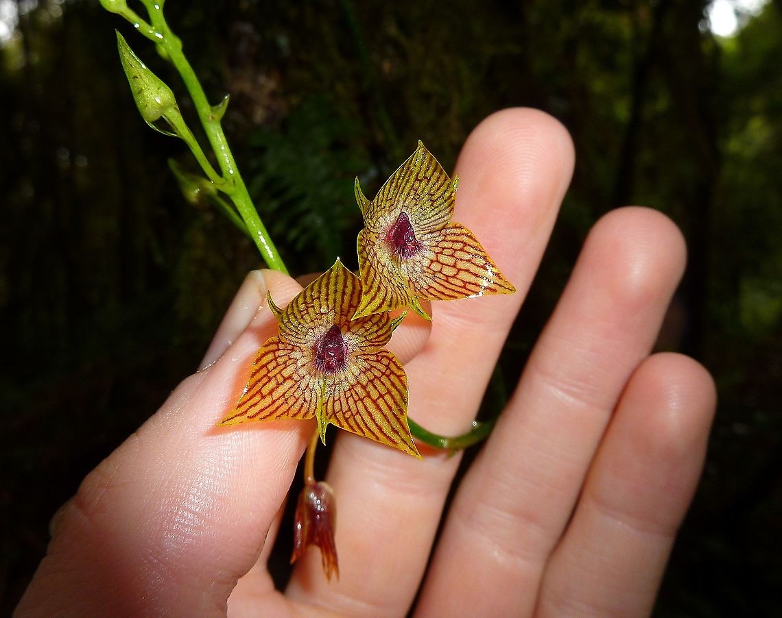 Telipogon glicensteinii (Orchidaceae) Tapanti National Park, Costa Rica. Jul 19, 2009 Costa Rica,Geotagged,Summer,Telipogon glicensteinii