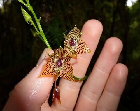 Telipogon glicensteinii