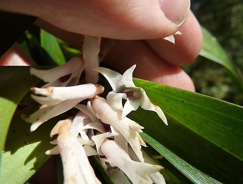 Maxillaria biolleyi (Orchidaceae) Tapanti National Park, Costa Rica. Jul 18, 2009 Costa Rica,Geotagged,Maxillaria biolleyi,Summer