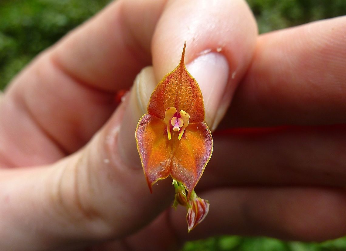 Lepanthes wendlandii (Orchidaceae) Tapanti National Park, Costa Rica. Jul 18, 2009 Costa Rica,Geotagged,Lepanthes wendlandii,Summer