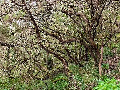 Tree heath (Erica arborea) Levada do Risco, Madeira. Jan 4, 2022 Erica arborea,Geotagged,Portugal,Tree heath,Winter