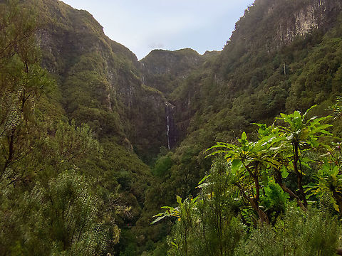 Giant sow thistle (Sonchus fruticosus) Levada do Risco, Madeira. Jan 4, 2022 Geotagged,Giant sow thistle,Portugal,Sonchus fruticosus,Winter