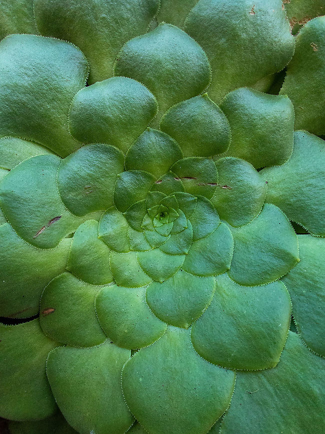 Aeonium glandulosum (Crassulaceae) Ribeira da Janela, Madeira. Jan 3, 2022 Aeonium glandulosum,Geotagged,Portugal,Winter
