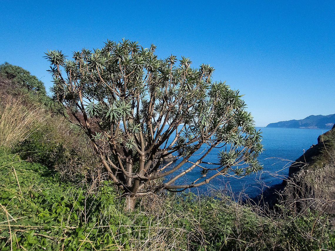 Figueira do Inferno (Euphorbia piscatoria) Ribeira da Janela, Madeira. Jan 3, 2022 Euphorbia piscatoria,Figueira do Inferno,Geotagged,Portugal,Winter