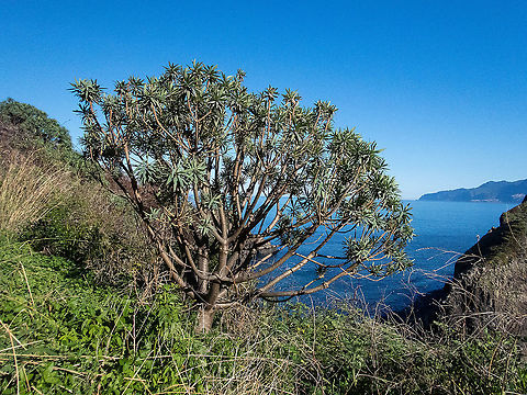 Figueira do Inferno (Euphorbia piscatoria) Ribeira da Janela, Madeira. Jan 3, 2022 Euphorbia piscatoria,Figueira do Inferno,Geotagged,Portugal,Winter