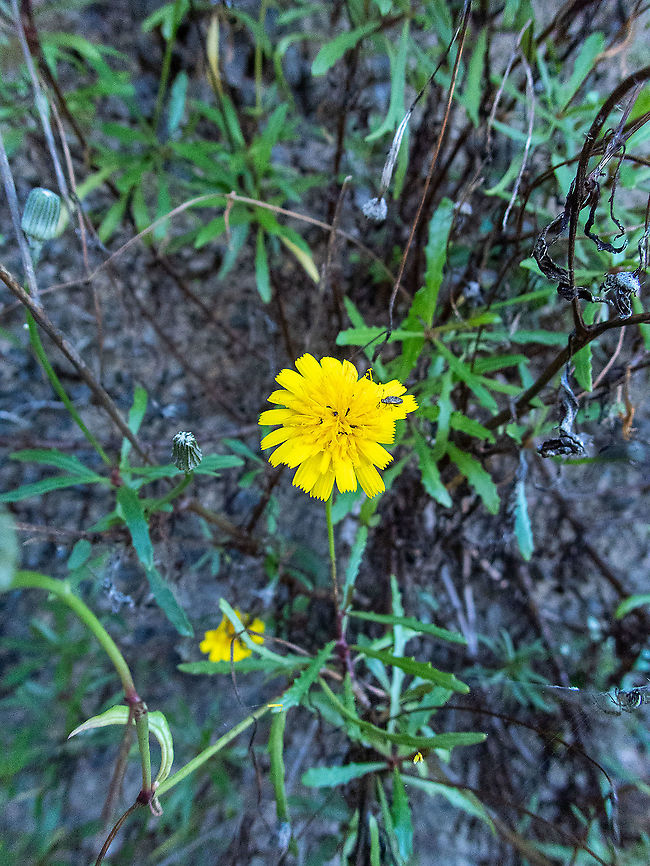 Tolpis succulenta (Asteraceae) Ribeira da Janela, Madeira. Jan 3, 2022 Geotagged,Portugal,Tolpis succulenta,Winter