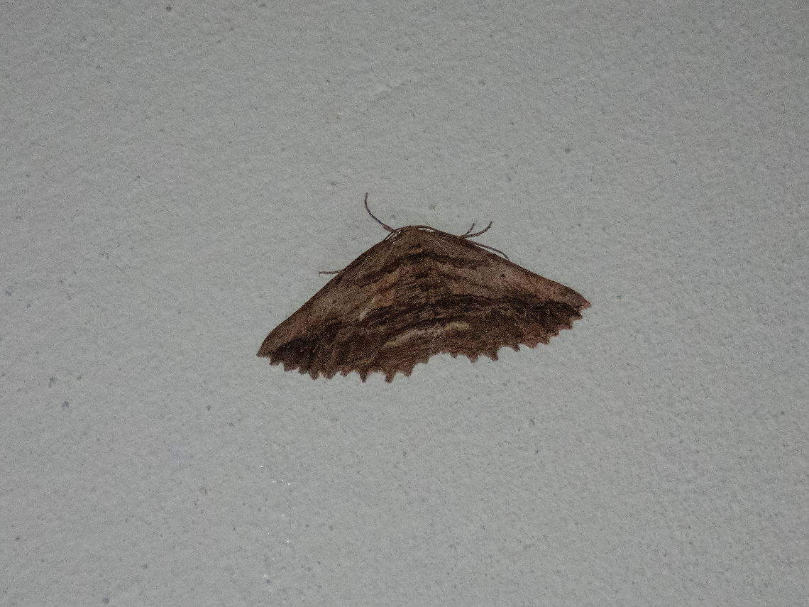 Menophra maderae (Geometridae) Encumeada, Madeira. Jan 4, 2022 Geotagged,Menophra maderae,Portugal,Winter