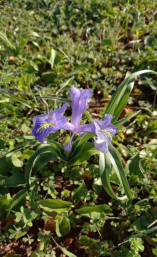 Iris planifolia (Iridaceae) Bensafrim, Algarve, Portugal. Jan 12, 2022<br />
 Geotagged,Iris planifolia,Portugal,Winter