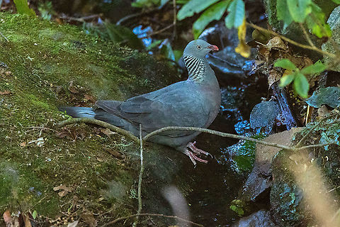 Trocaz pigeon (Columba trocaz) Parque florestal das Queimadas, Madeira. Jan 2, 2022 Columba trocaz,Geotagged,Portugal,Trocaz pigeon,Winter