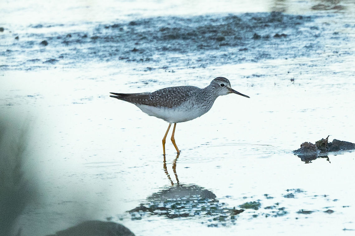 Lesser Yellowlegs (Tringa flavipes) Ria de Alvor, Algarve, Portugal. Jan 12, 2022 Geotagged,Lesser Yellowlegs,Portugal,Tringa flavipes,Winter