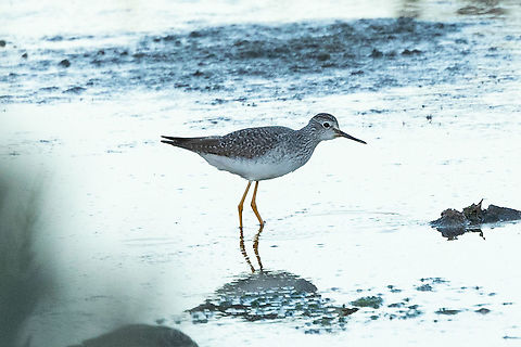 Lesser Yellowlegs (Tringa flavipes) Ria de Alvor, Algarve, Portugal. Jan 12, 2022 Geotagged,Lesser Yellowlegs,Portugal,Tringa flavipes,Winter