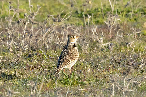 Calandra lark (Melanocorypha calandra) S&atilde;o Br&aacute;s do Regedouro, Portugal. Jan 21, 2022 Calandra lark,Geotagged,Melanocorypha calandra,Portugal,Winter