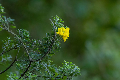 Madeira Broom (Genista maderensis) Caldeir&atilde;o Verde, Madeira. Jan 2, 2022 Genista maderensis,Geotagged,Madeira Broom,Portugal,Winter