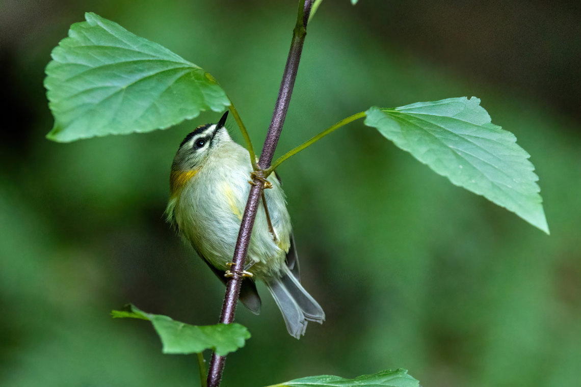 Madeiran firecrest (Regulus madeirensis) Caldeir&atilde;o Verde, Madeira. Jan 2, 2022 Geotagged,Madeira firecrest,Portugal,Regulus madeirensis,Winter