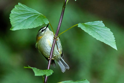 Madeiran firecrest (Regulus madeirensis) Caldeirão Verde, Madeira. Jan 2, 2022 Geotagged,Madeira firecrest,Portugal,Regulus madeirensis,Winter