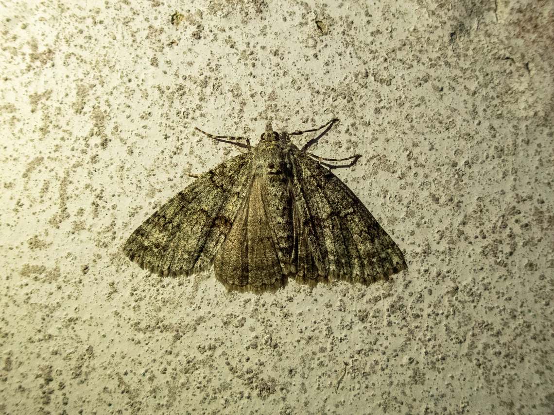 Ascotis fortunata (Geometridae) Casinhas da Laurissilva, Madeira. Jan 2, 2022 Ascotis fortunata,Geotagged,Portugal,Winter