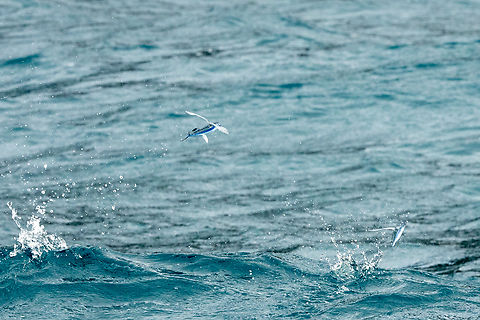 Margined Flyingfish (Cheilopogon cyanopterus) Calheta, Madeira. Dec 28, 2021 Cheilopogon cyanopterus,Geotagged,Margined Flyingfish,Portugal,Winter
