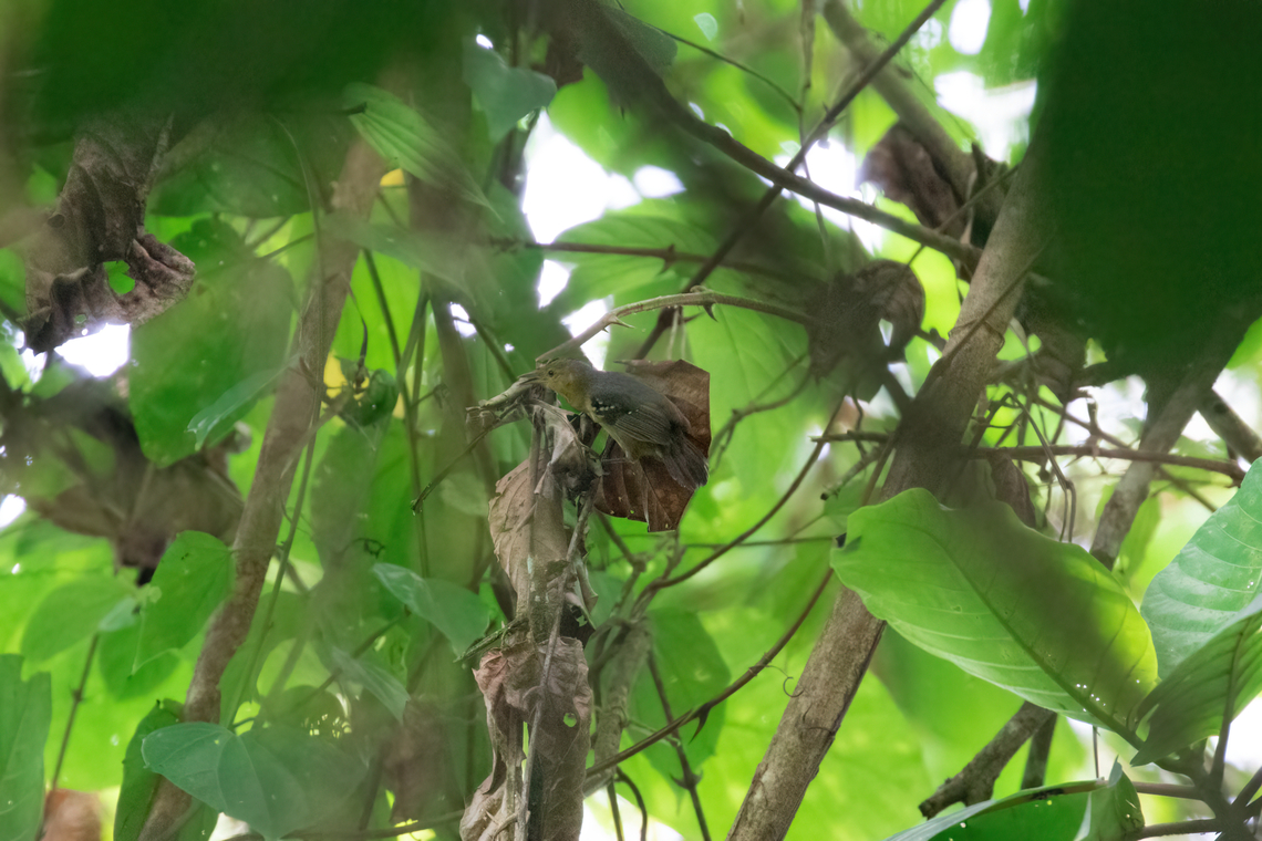 Foothill stipplethroat (Epinecrophylla spodionota) BP San Matias San Carlos, Pasco, Peru. Nov 15, 2020 Epinecrophylla spodionota,Foothill stipplethroat,Geotagged,Peru,Spring