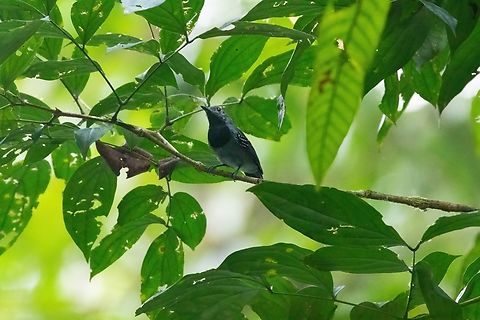 Long-winged antwren (Myrmotherula longipennis) PNYC - Paujil, Pasco, Peru. Aug 30, 2020 Geotagged,Long-winged antwren,Myrmotherula longipennis,Peru,Winter