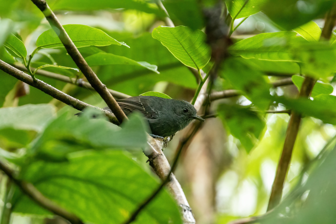 Blackish antbird (Cercomacroides nigrescens) Fundo Tierra de Bosques, Pasco, Peru. Feb 1, 2020 Blackish antbird,Cercomacroides nigrescens,Geotagged,Peru,Summer