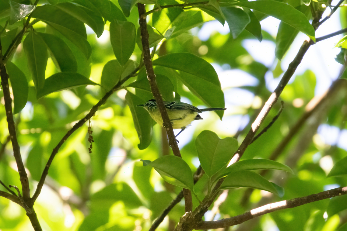 Yellow-breasted antwren (Herpsilochmus axillaris) PNYC - Huampal, Pasco, Peru. Jul 21, 2020. Geotagged,Herpsilochmus axillaris,Peru,Winter,Yellow-breasted antwren
