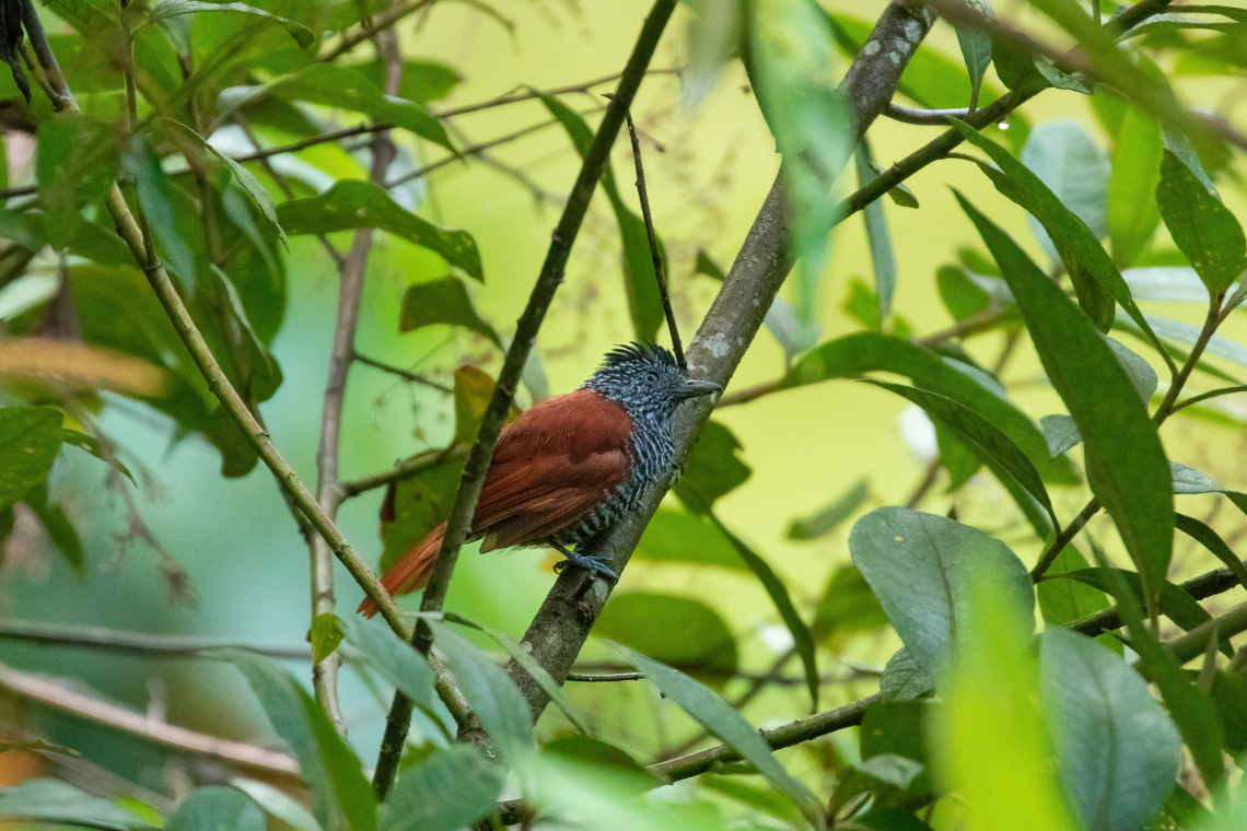 Chestnut-backed antshrike (Thamnophilus palliatus) ACP Bosque de Churumazu, Pasco, Peru. Jan 30, 2020 Chestnut-backed antshrike,Geotagged,Peru,Summer,Thamnophilus palliatus