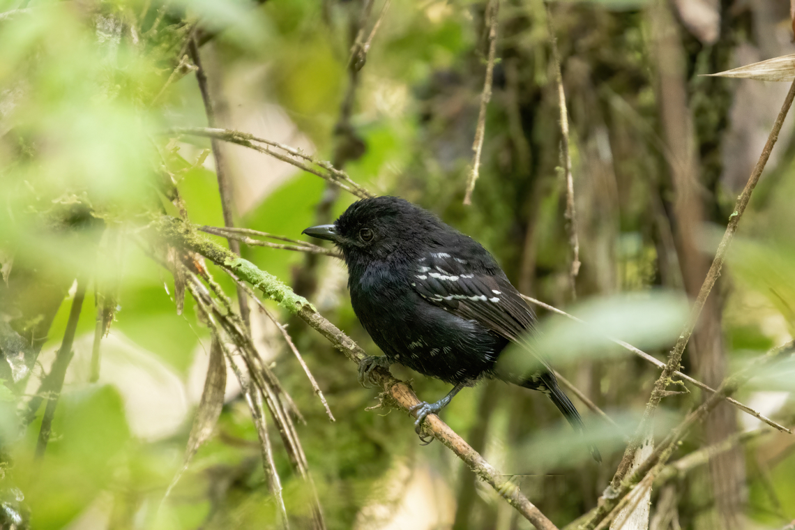 Variable antshrike (Thamnophilus caerulescens) - male Bosque de Sho&#039;llet, Pasco, Peru. Jan 27, 2020 Geotagged,Peru,Summer,Thamnophilus caerulescens,Variable antshrike