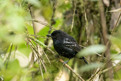 Variable antshrike (Thamnophilus caerulescens) - male Bosque de Sho'llet, Pasco, Peru. Jan 27, 2020 Geotagged,Peru,Summer,Thamnophilus caerulescens,Variable antshrike