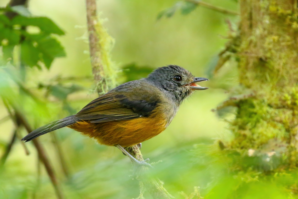 Variable antshrike (Thamnophilus caerulescens) - female Bosque de Sho&#039;llet, Pasco, Peru. Jan 27, 2020 Geotagged,Peru,Summer,Thamnophilus caerulescens,Variable antshrike