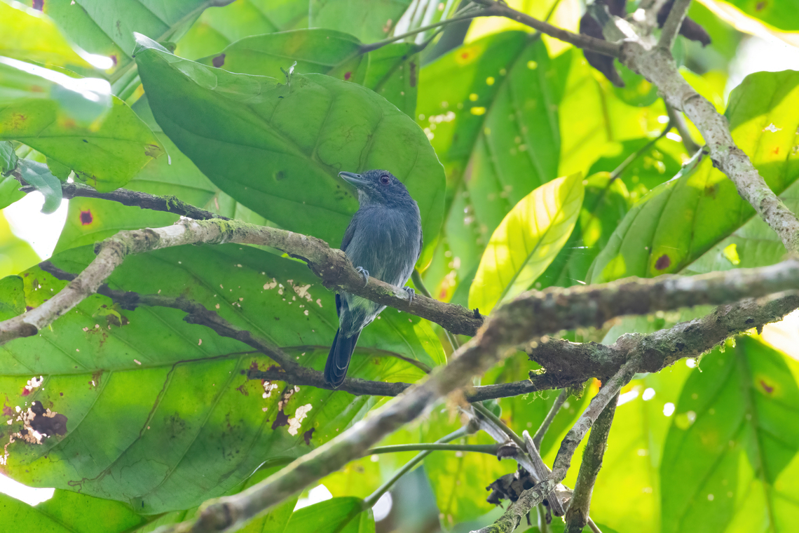 Plain-winged antshrike (Thamnophilus schistaceus) PNYC - Paujil, Pasco, Peru. Aug 24, 2020 Geotagged,Peru,Plain-winged antshrike,Thamnophilus schistaceus,Winter