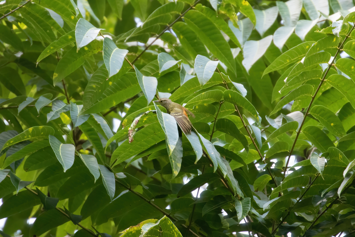 Rufous-rumped antwren (Euchrepomis callinota) PNYC - Huampal, Pasco, Peru. Jul 21, 2020 Euchrepomis callinota,Geotagged,Peru,Rufous-rumped antwren,Winter
