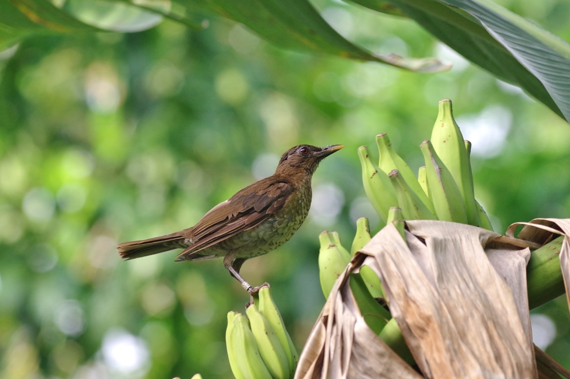 S&atilde;o Tom&eacute; thrush (Turdus olivaceofuscus) Mucumbli, S&atilde;o Tom&eacute;. Dec 30, 2017 Geotagged,S&atilde;o Tom&eacute; and Pr&iacute;ncipe,S&atilde;o Tom&eacute; thrush,Turdus olivaceofuscus,Winter