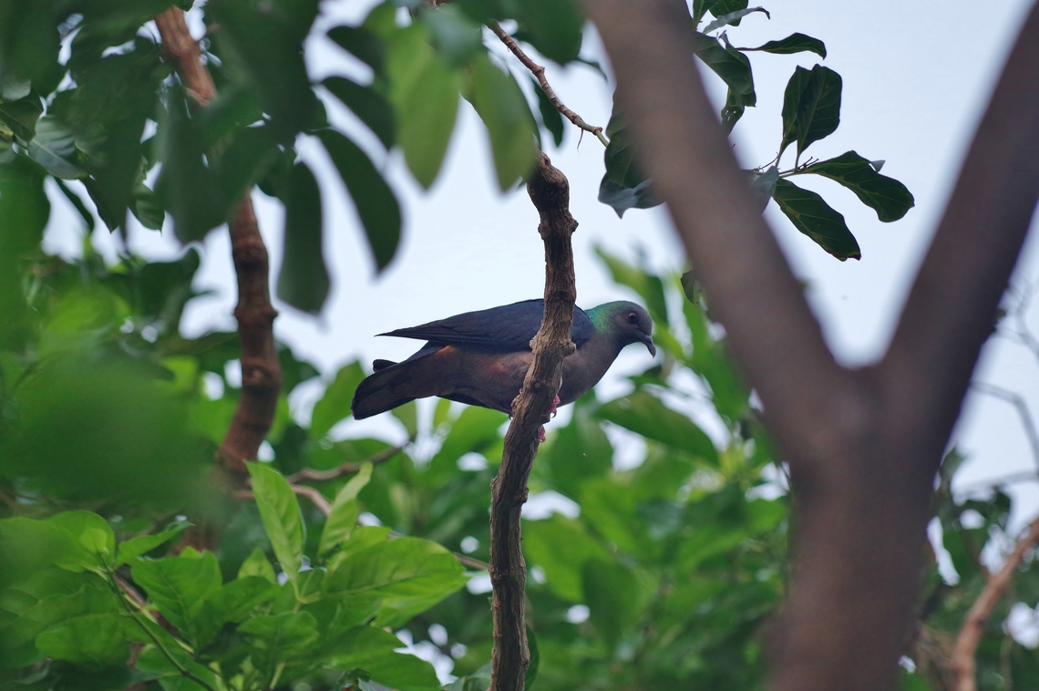 São Tomé Pigeon (Columba malherbii) Mucumbli, S&atilde;o Tom&eacute;. Dec 30, 2017 Columba malherbii,Geotagged,Island bronze-naped pigeon,São Tomé and Príncipe,Winter